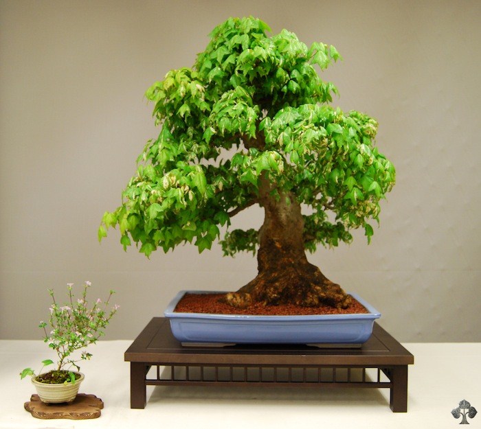 Trident maple bonsai tree