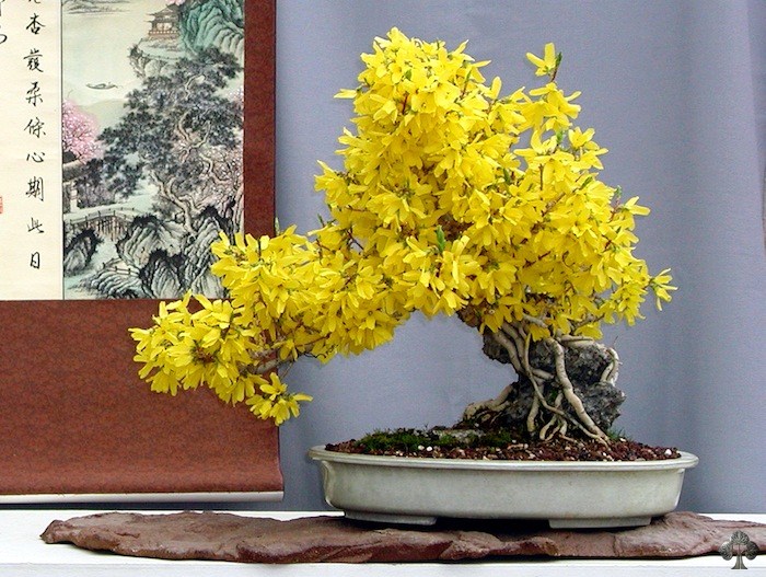 Forsythia bonsai