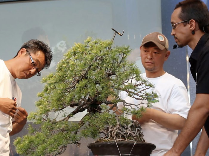 World Bonsai Convention