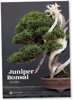 Juniper Bonsai Guide