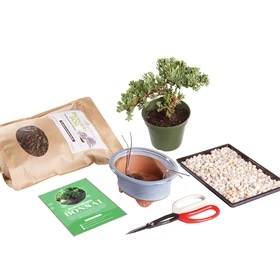 Juniper Bonsai Kit