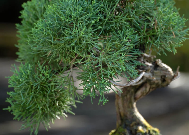 Foliage of the Juniper 