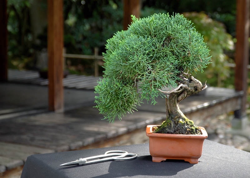 Chinese juniper (Juniperus chinensis) 