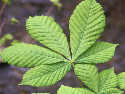 Horse chestnut Aesculus hippocastanum