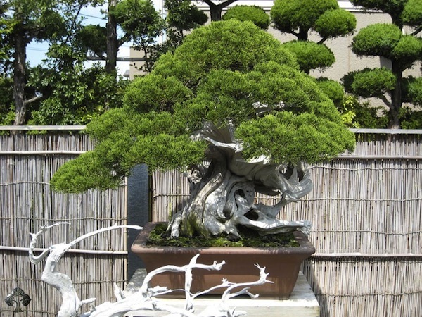 Kimura Bonsai