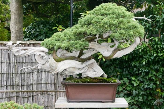 Kimura Bonsai