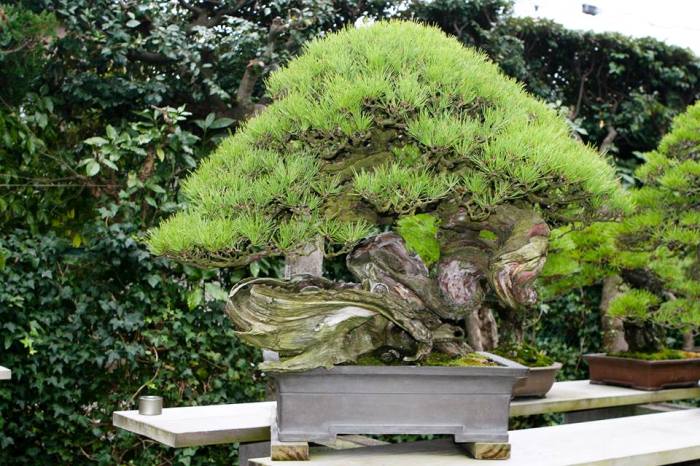 Kimura Bonsai garden