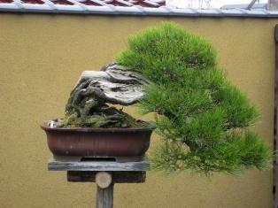 Kinashi Bonsai village