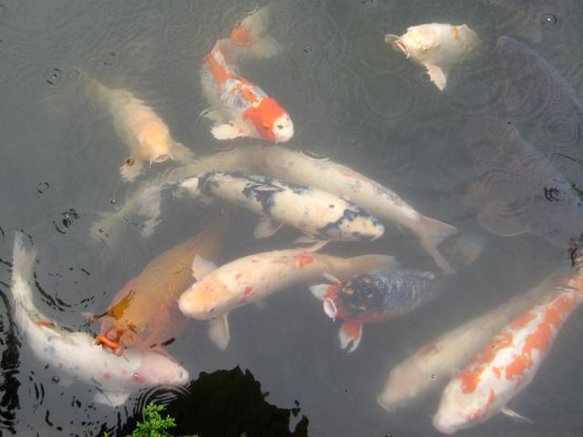 Koi fish from Japan