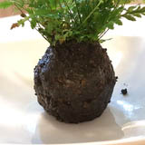 Now use your mixed substrate and shape it around the root-ball of the fern. Ideally you want to have a layer of the prepared substrate around the root ball of about 0.2 inch (5mm).