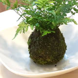 Clean the collected moss (remove leafs, rocks, bugs, etc.) and put it around the substrate.