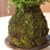 Wrap the root ball carefully with the thread, so the moss will stay in place.