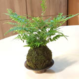 This is your finished Kokedama! You can place it on a flat tray, or even hang it to create a string garden.