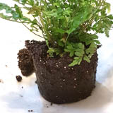 This is the plant we will use for the Kokedama.