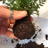 Take away any loose soil and try to shape the roots into a round ball. In the next step you will add the prepared soil around the root ball, so make sure you reduce the root ball in size so your final composition is not too big.