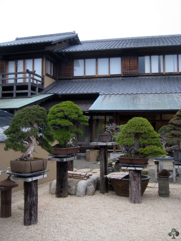 Shunkaen garden bonsai