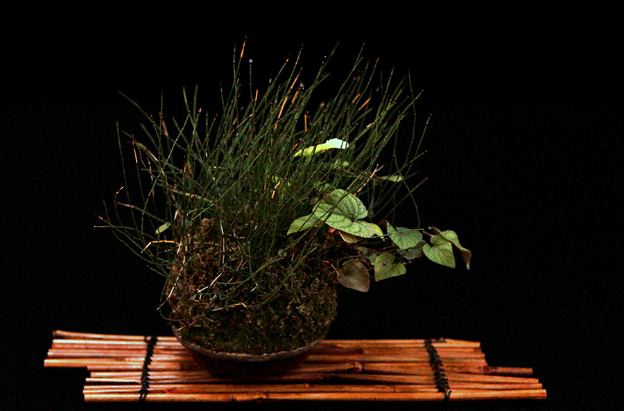 Kusamono Shitakusa plants from Japan