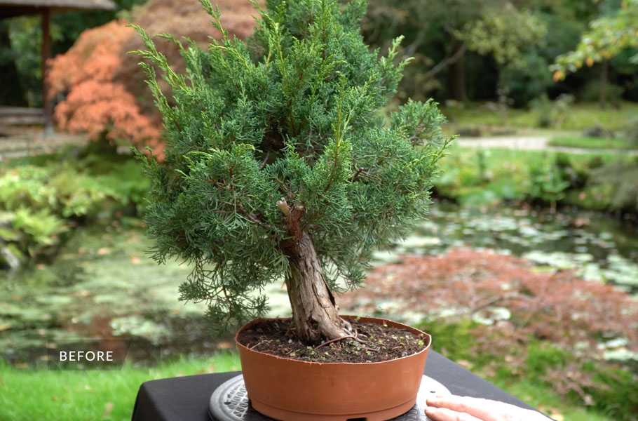 Make a Juniper Bonsai