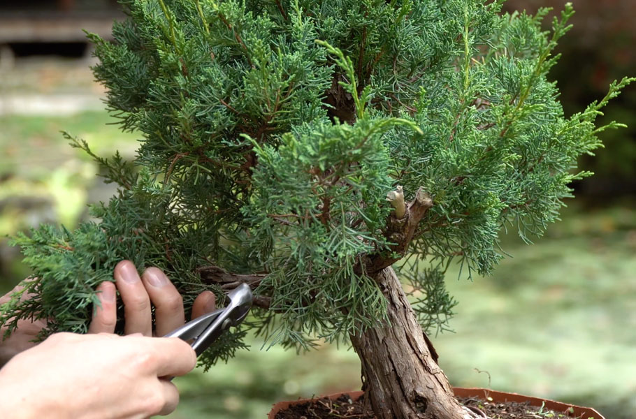 Make a Juniper Bonsai