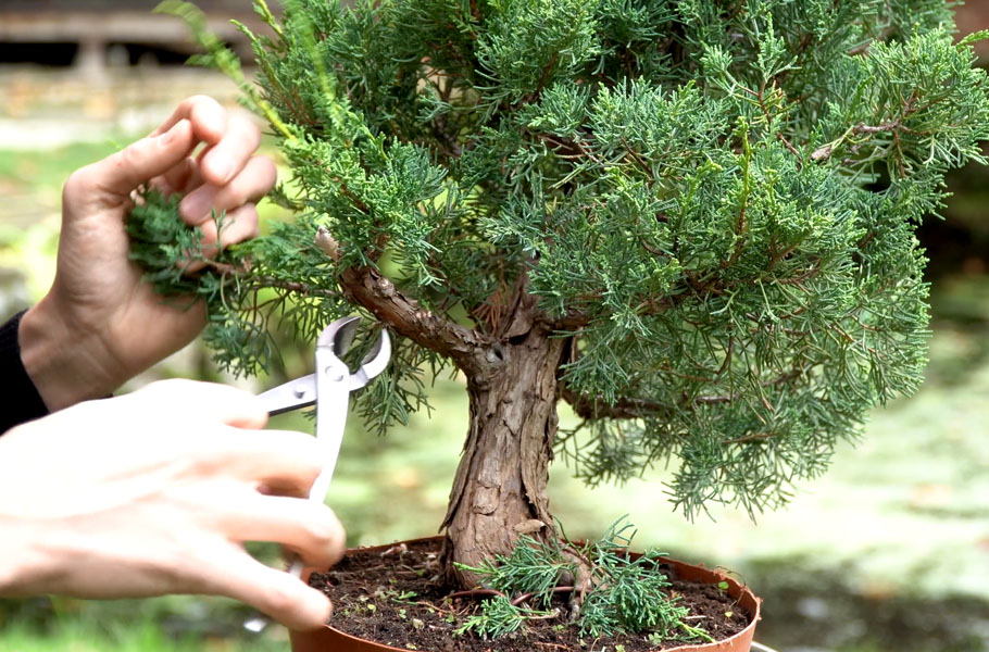 Make a Juniper Bonsai