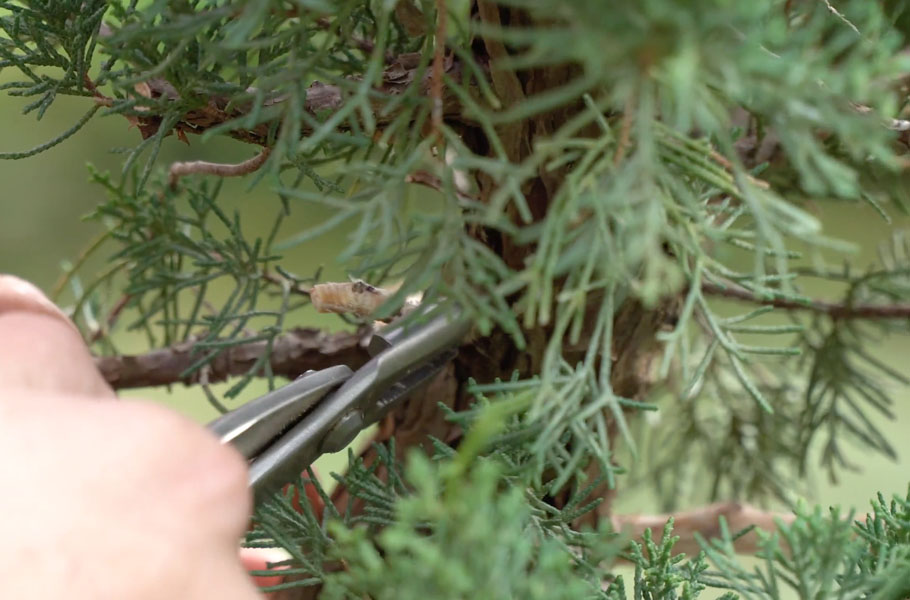 Make a Juniper Bonsai