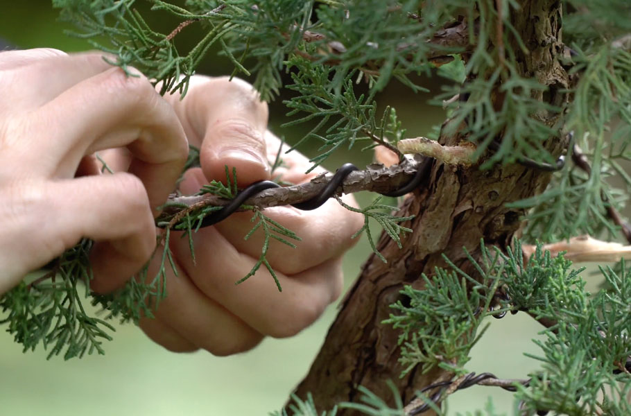 Make a Juniper Bonsai