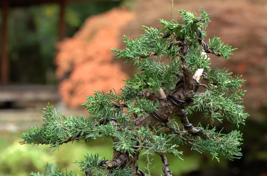 Make a Juniper Bonsai