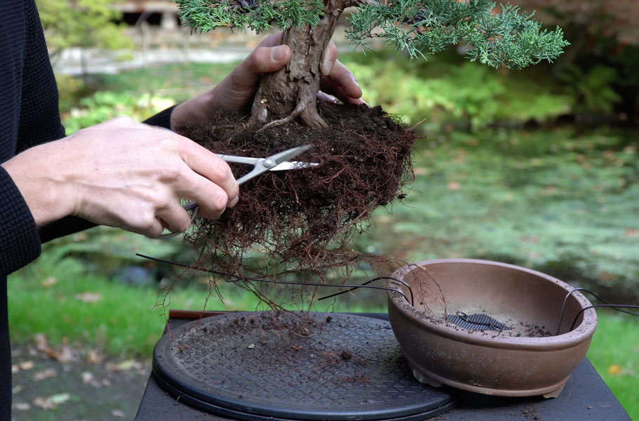 Make a Juniper Bonsai