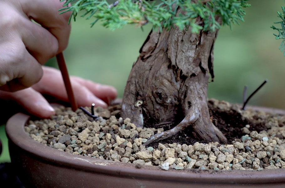 Make a Juniper Bonsai