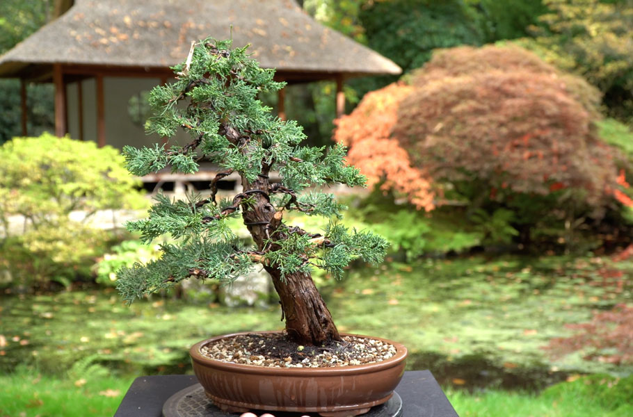 Make a Juniper Bonsai