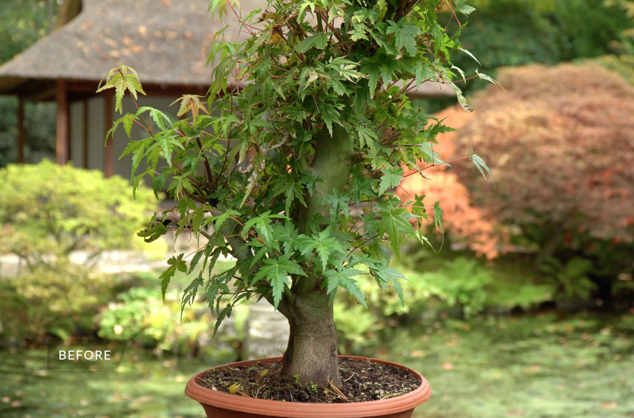 Make a Maple Bonsai