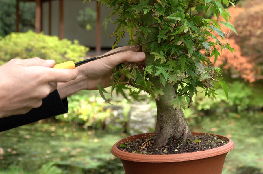 Make a Maple Bonsai