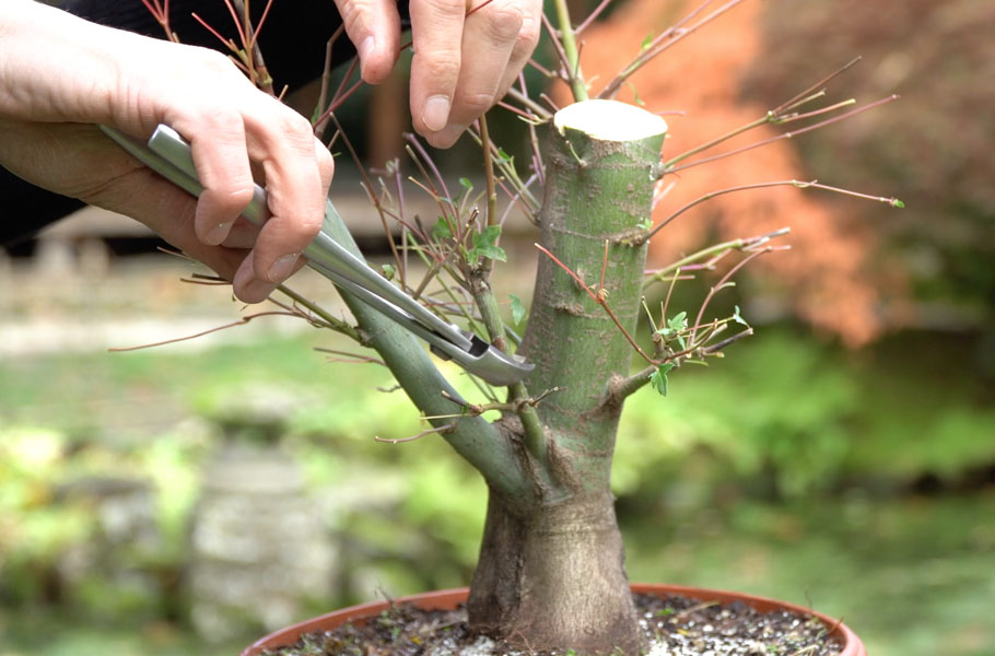 Make a Maple Bonsai