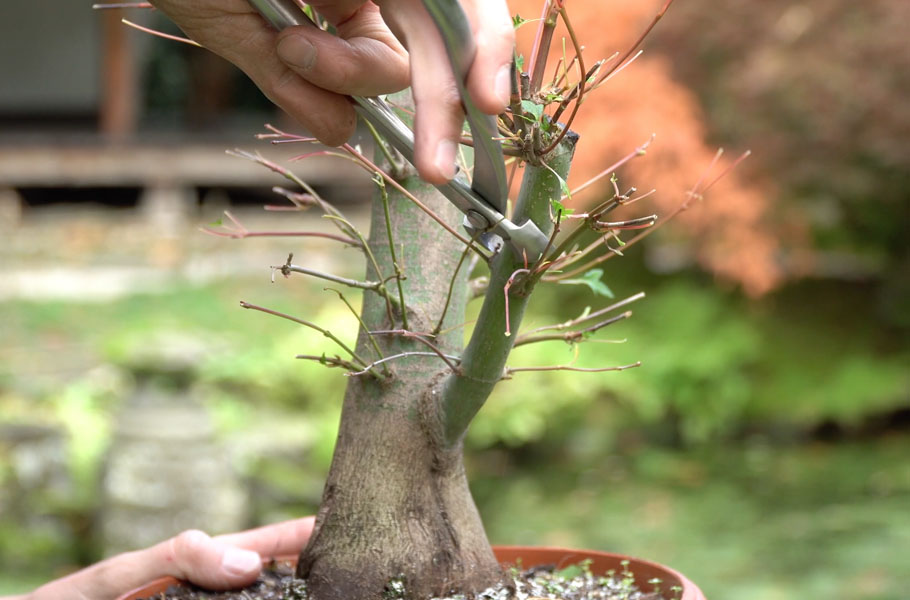 Make a Maple Bonsai