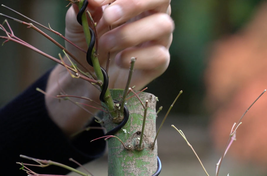 Make a Maple Bonsai