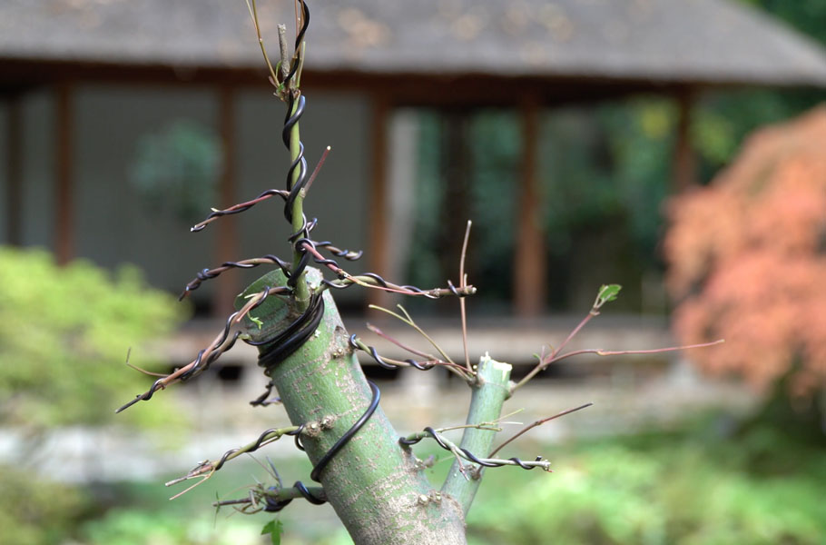 Make a Maple Bonsai