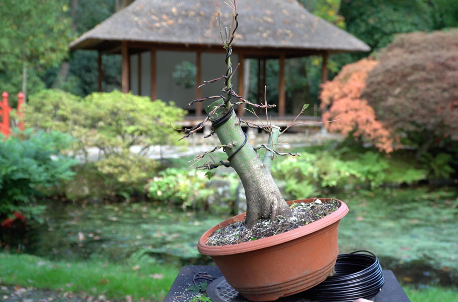 Make a Maple Bonsai