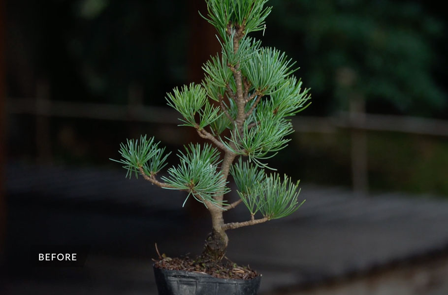 Nursery stock or prebonsai material