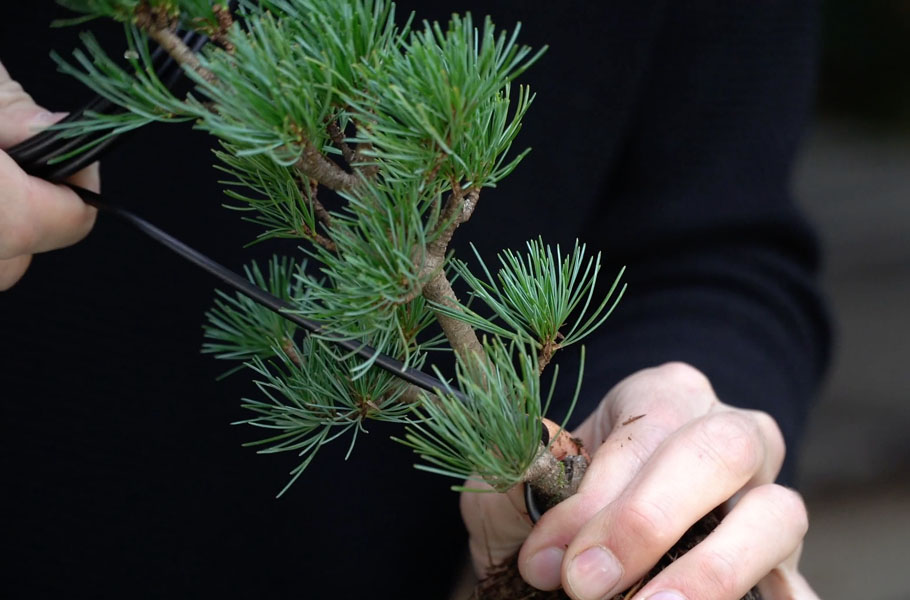 Make a Pine Bonsai