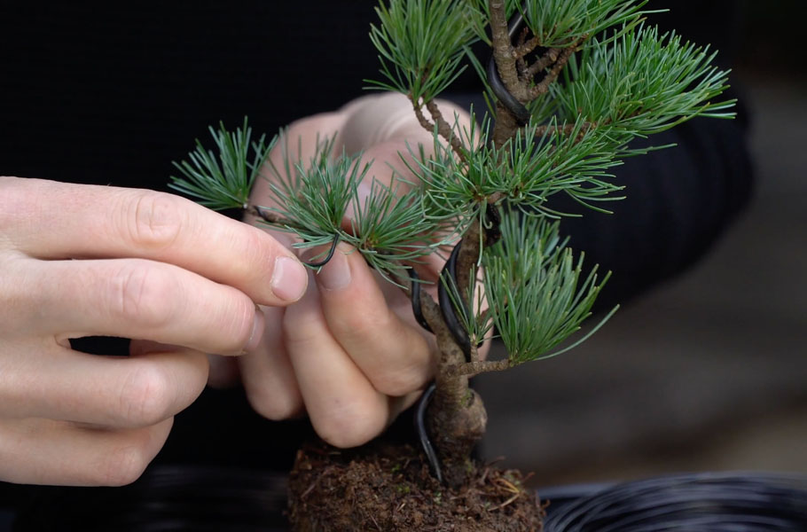 Make a Pine Bonsai