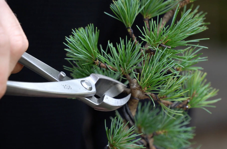 Make a Pine Bonsai