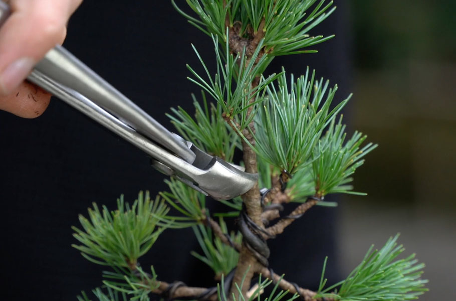 Make a Pine Bonsai