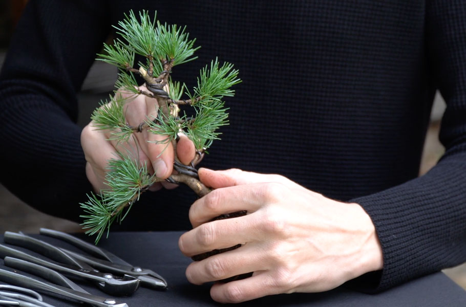 Pruning and wiring to shape the tree