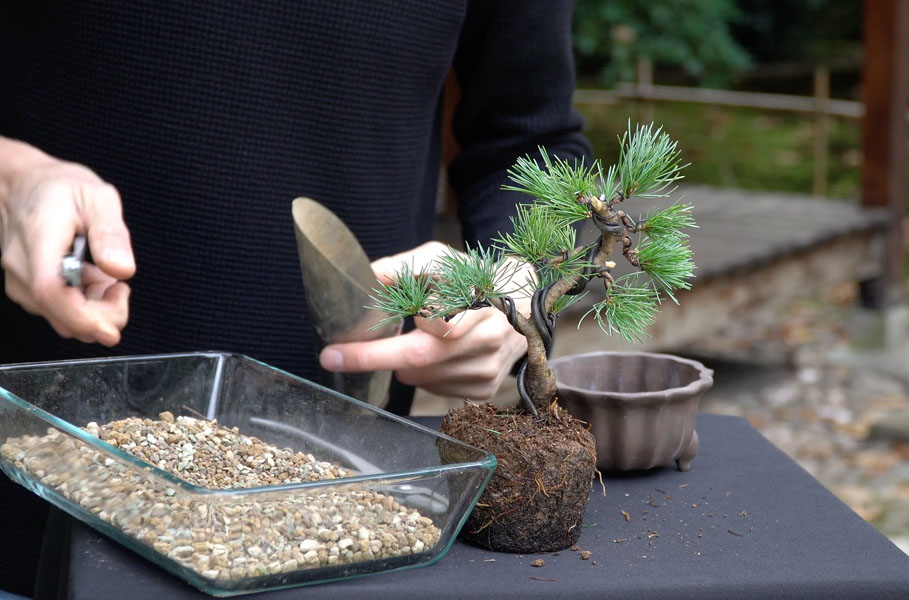 Make a Pine Bonsai