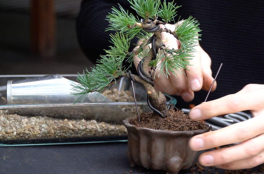 Make a Pine Bonsai