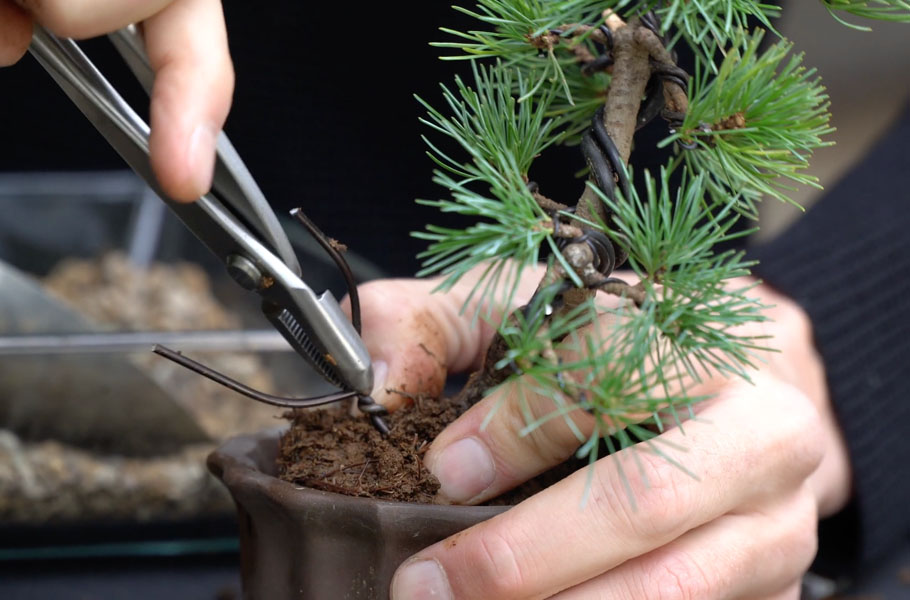 Make a Pine Bonsai