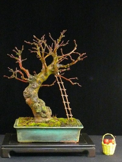 Bonsai apple