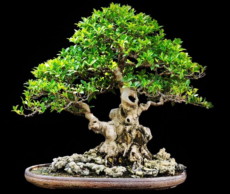 Bonsai tree Manoj Kumar