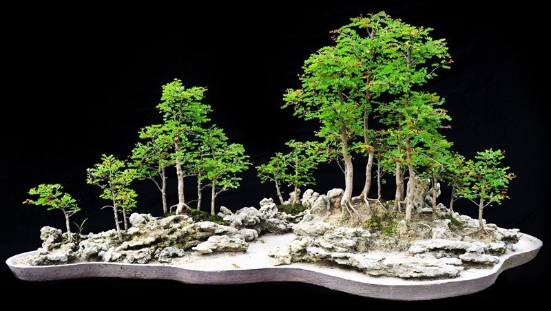 Manoj india bonsai