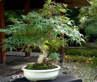 Japanese maple